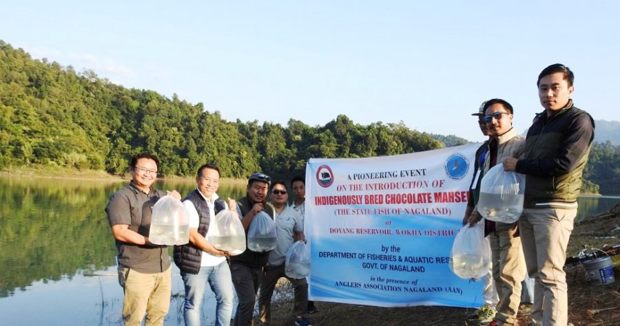 Team from Department of Fisheries & Aquatic Resources, Anglers Association Nagaland and others during the release of indigenously bred and reared Chocolate Mahseer fingerlings into Doyang Reservoir, Wokha on December 5. (DIPR Photo)